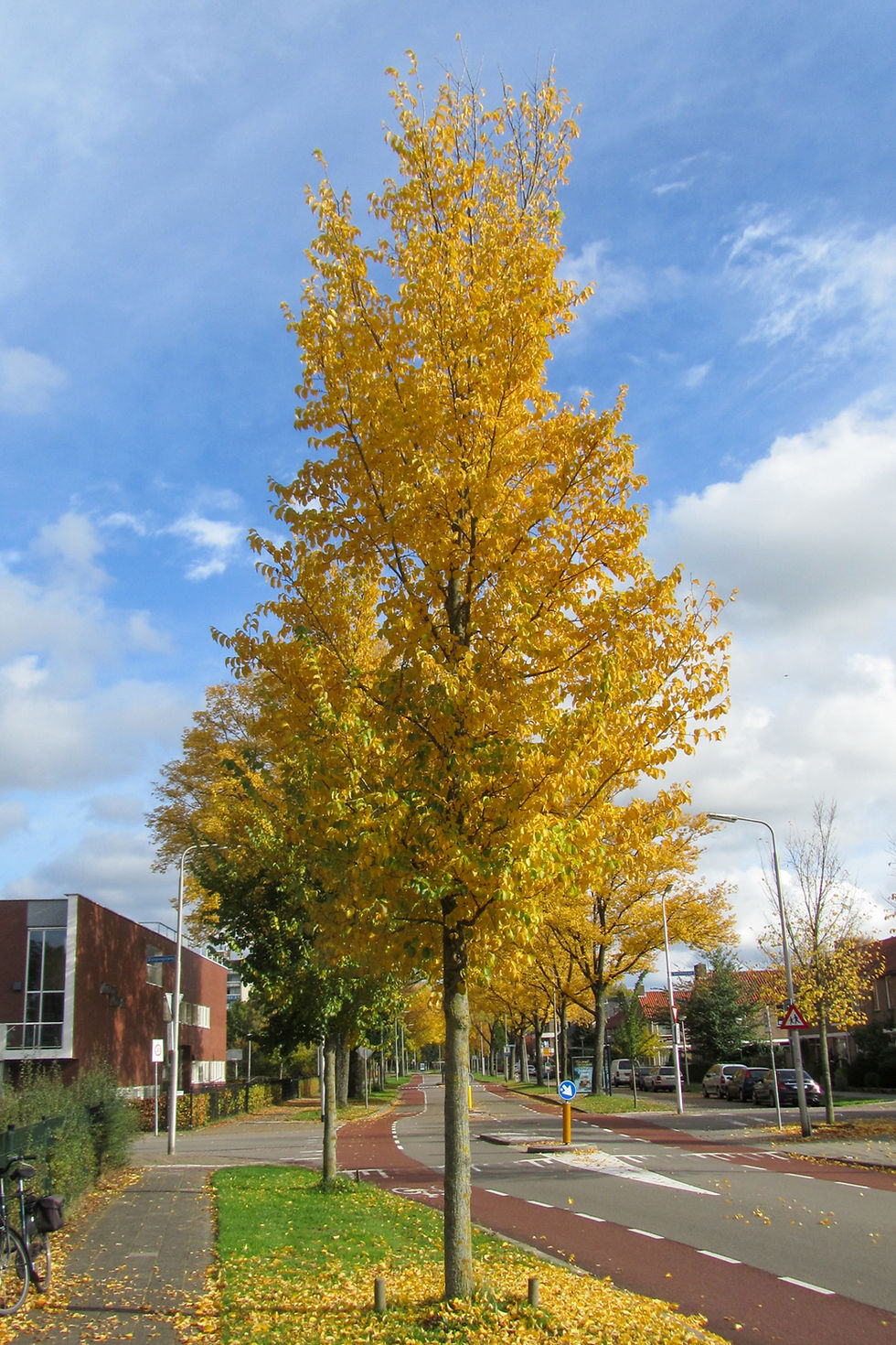Thumbnail: Вяз «Колумелла» / Ulmus 'Columella'