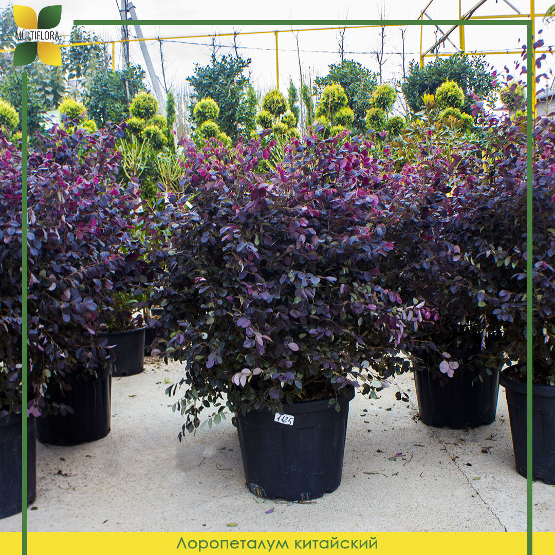 Лоропеталум китайский / Loropetalum chinensis