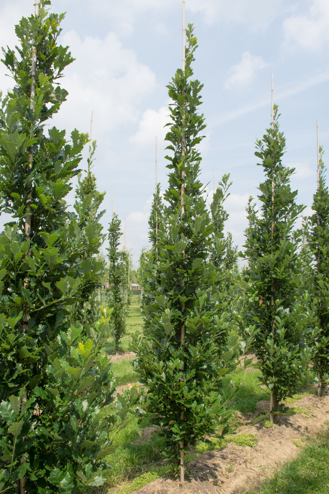 Quercus x warei 'Regal Prince'