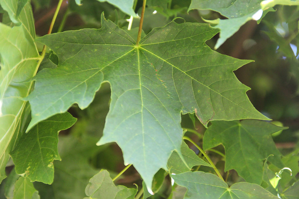 Thumbnail: Sharp-leaved maple 'Globosum' / Acer platanoides 'Globosum'
