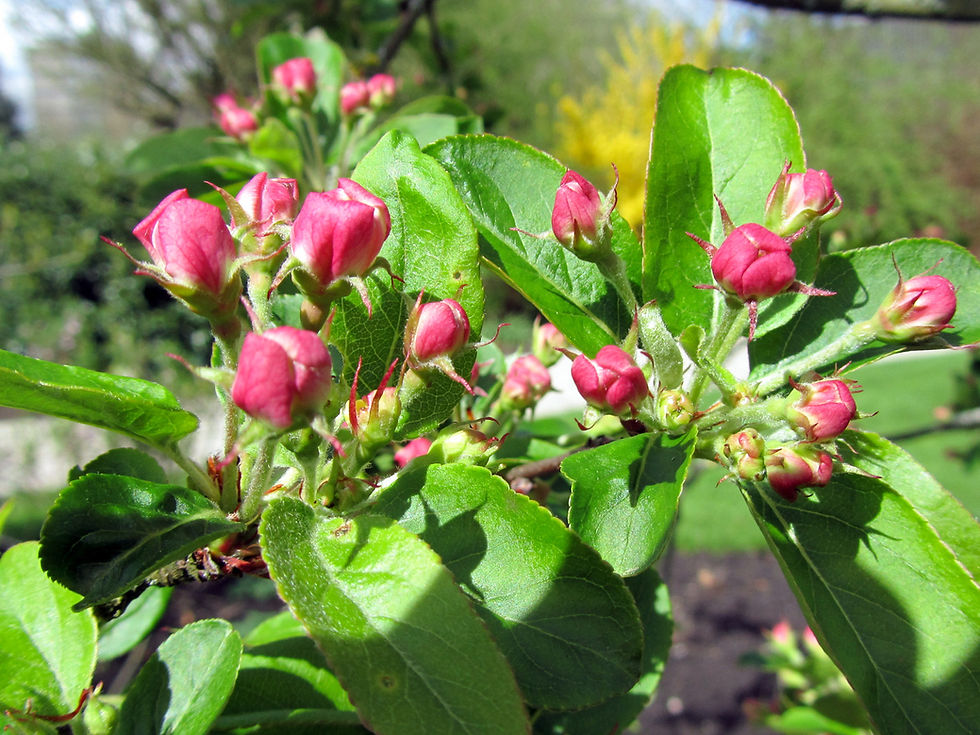 Thumbnail: Яблоня «Ред Сентинель» / Malus 'Red Sentinel'