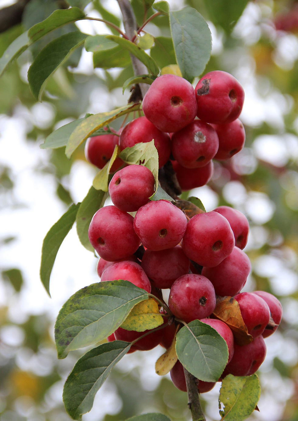 Thumbnail: Яблоня «Ред Сентинель» / Malus 'Red Sentinel'