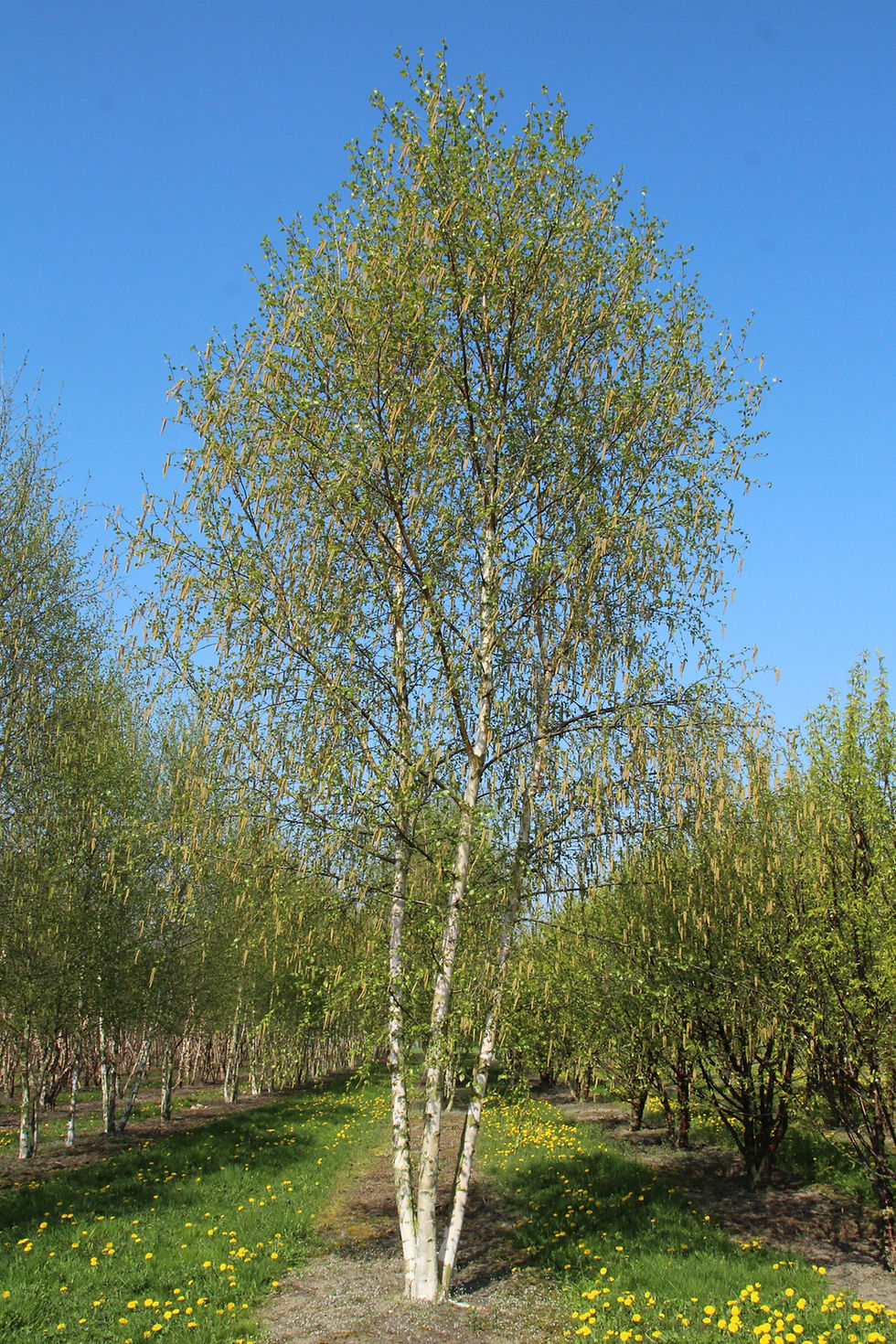 Миниатюра: Береза пушистая / Betula pubescens