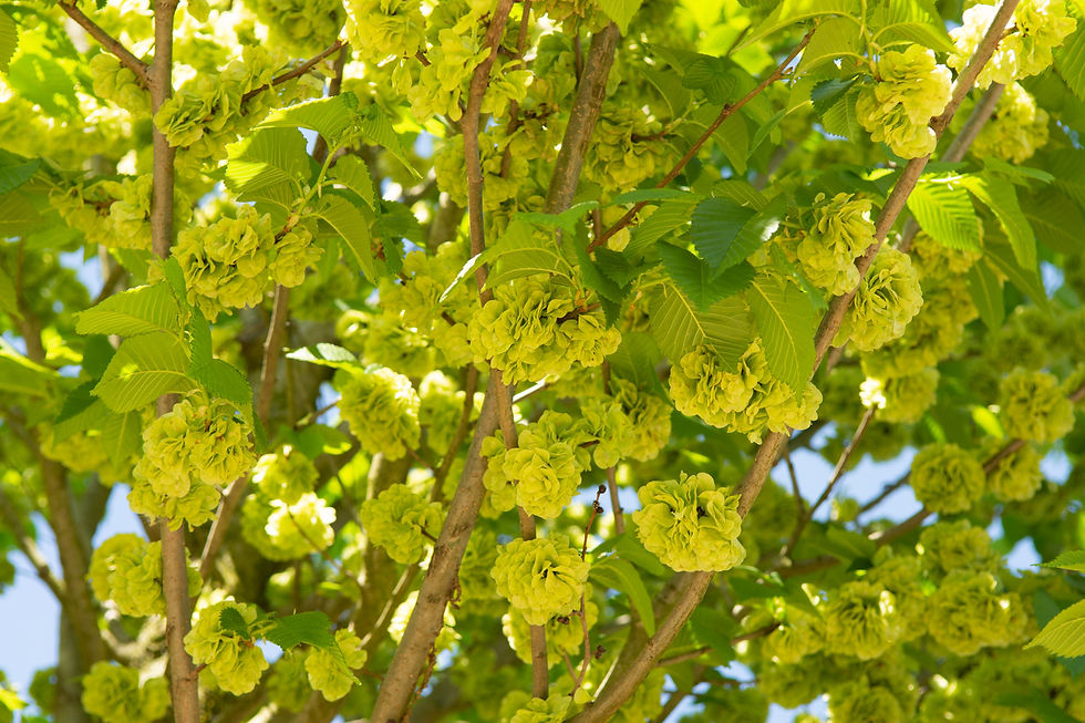 Thumbnail: Вяз «Клусиус» / Ulmus 'Clusius'