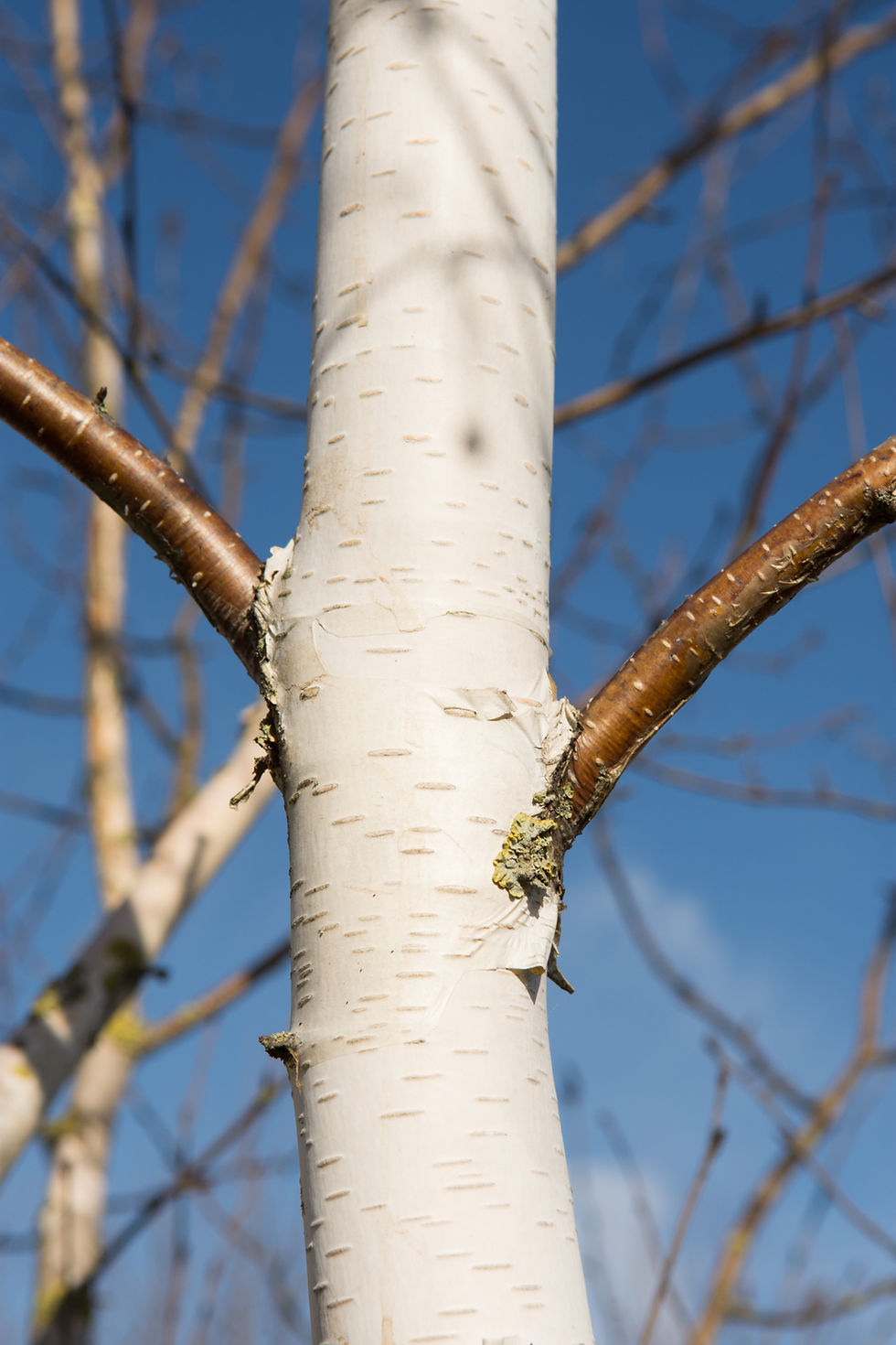 Миниатюра: Береза полезная "Дооренбос" / Betula utilis 'Doorenbos'