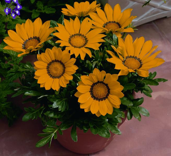 Миниатюра: Gazania Kiss