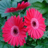 Миниатюра: Gerbera Mega Revolution