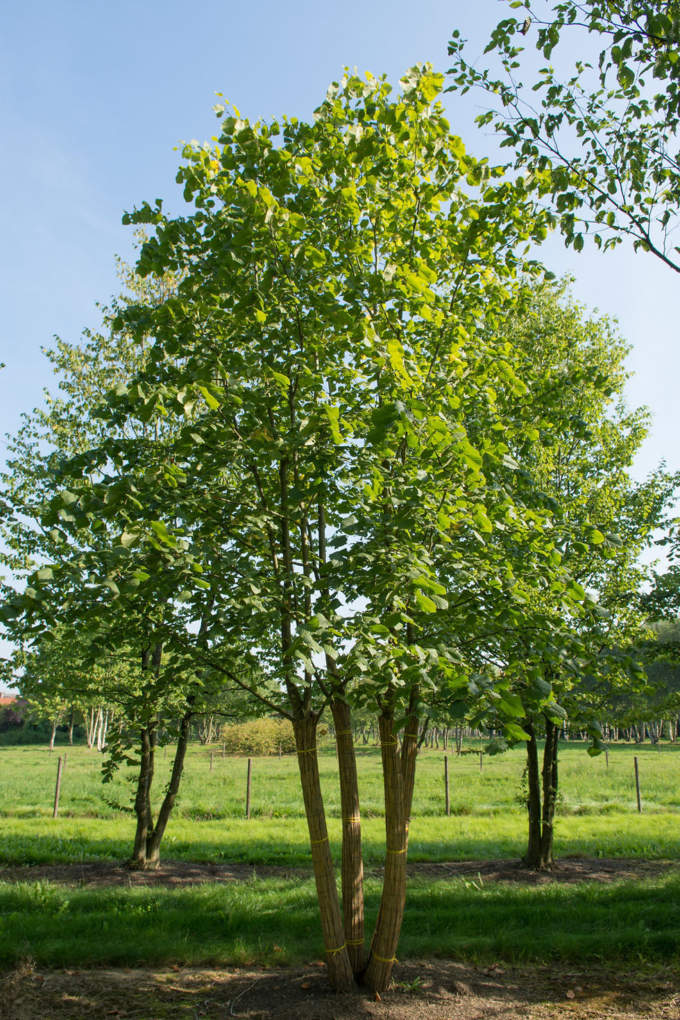 Миниатюра: Липа крупнолистная / Tilia platyphyllos
