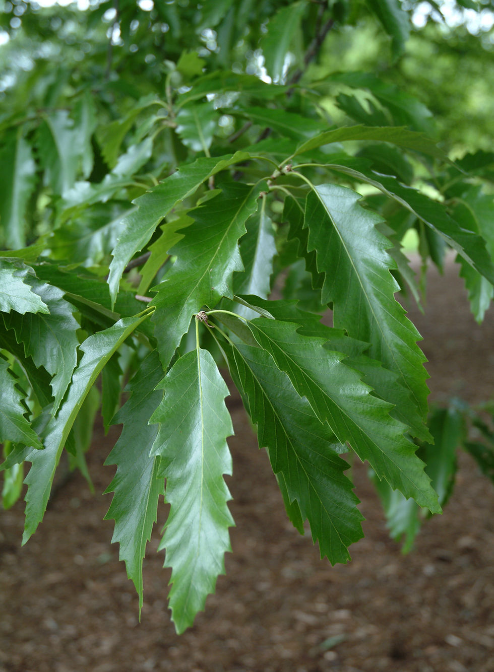 Миниатюра: Дуб каштанолистный / Quercus castaneifolia