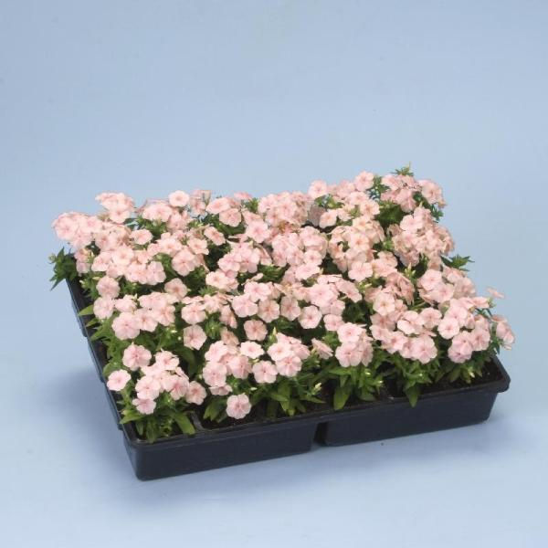 Миниатюра: Phlox Ethnie