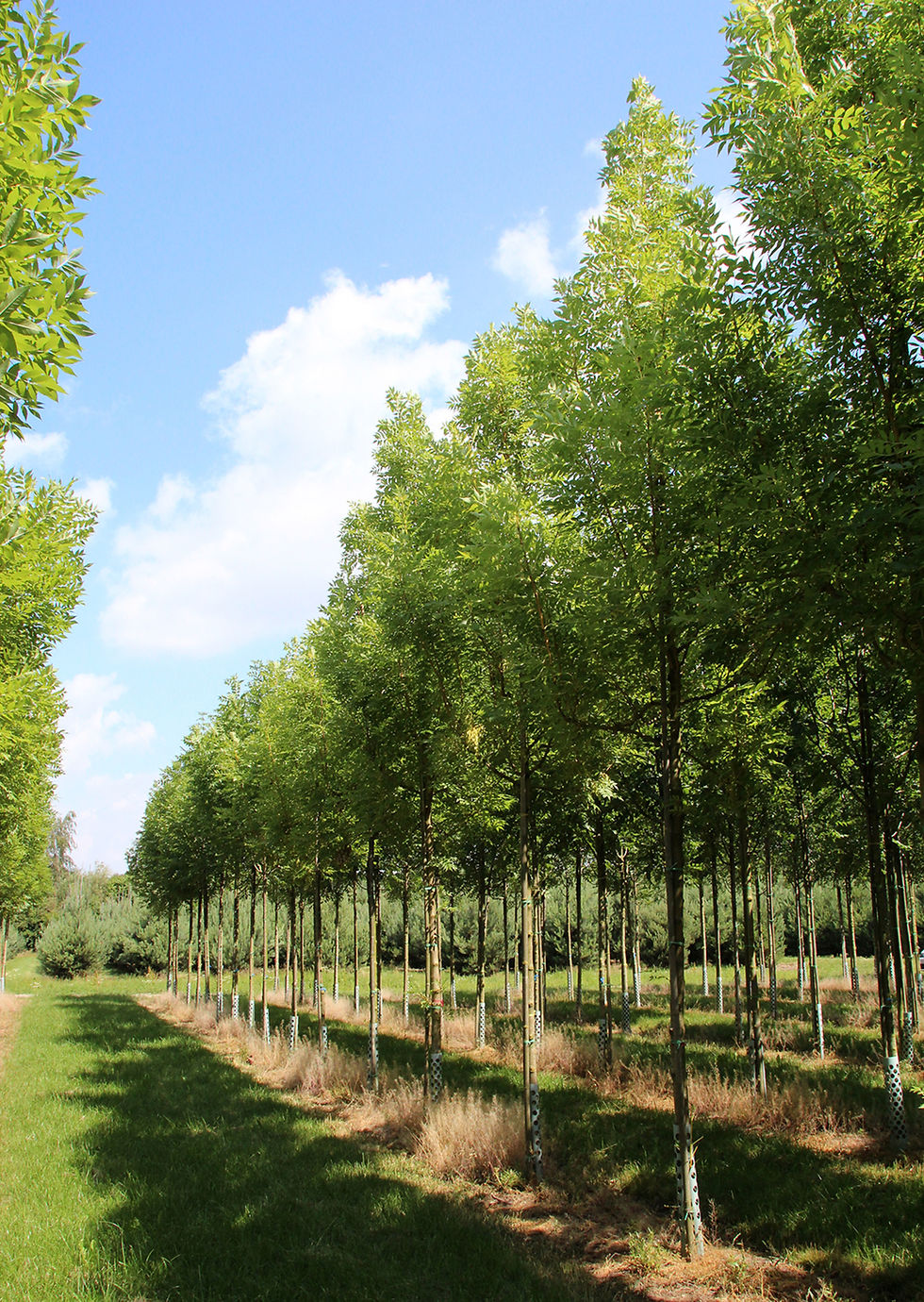 Thumbnail: Ясень обыкновенный «Яспидея» / Fraxinus excelsior 'Jaspidea'