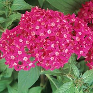 Thumbnail: Pentas Butterfly