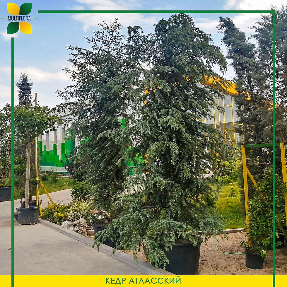 Кедр атласский / Cedrus atlantica robusta glauca