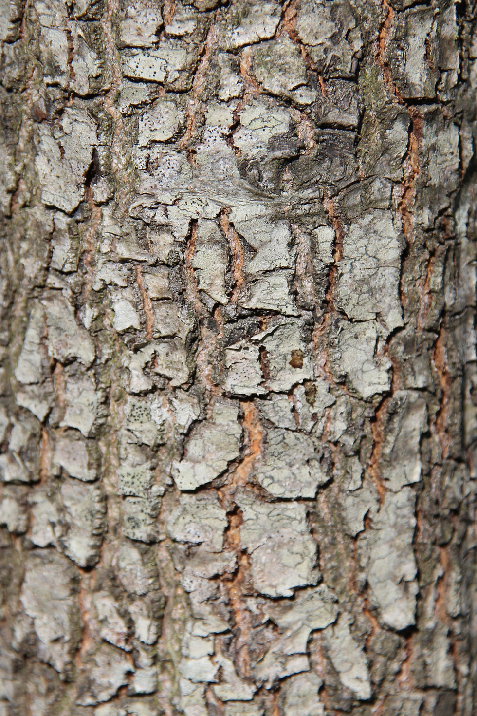 Thumbnail: Дуб шарлаховый / Quercus coccinea