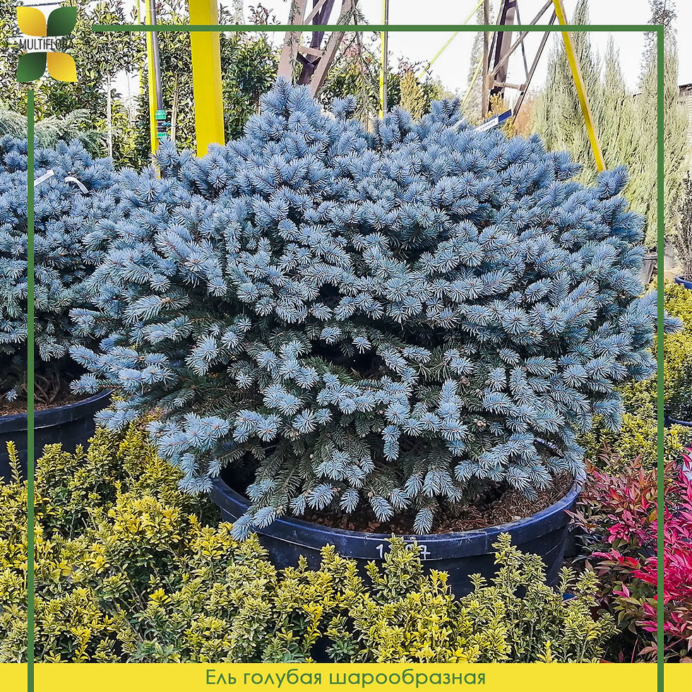 Ель голубая шарообразная / Picea globosa