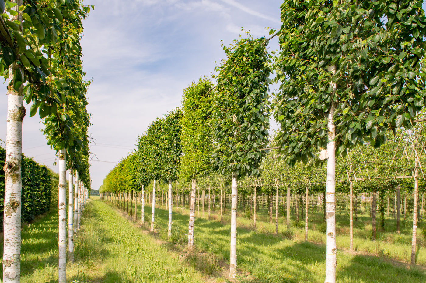 Береза полезная "Дооренбос" / Betula utilis 'Doorenbos'