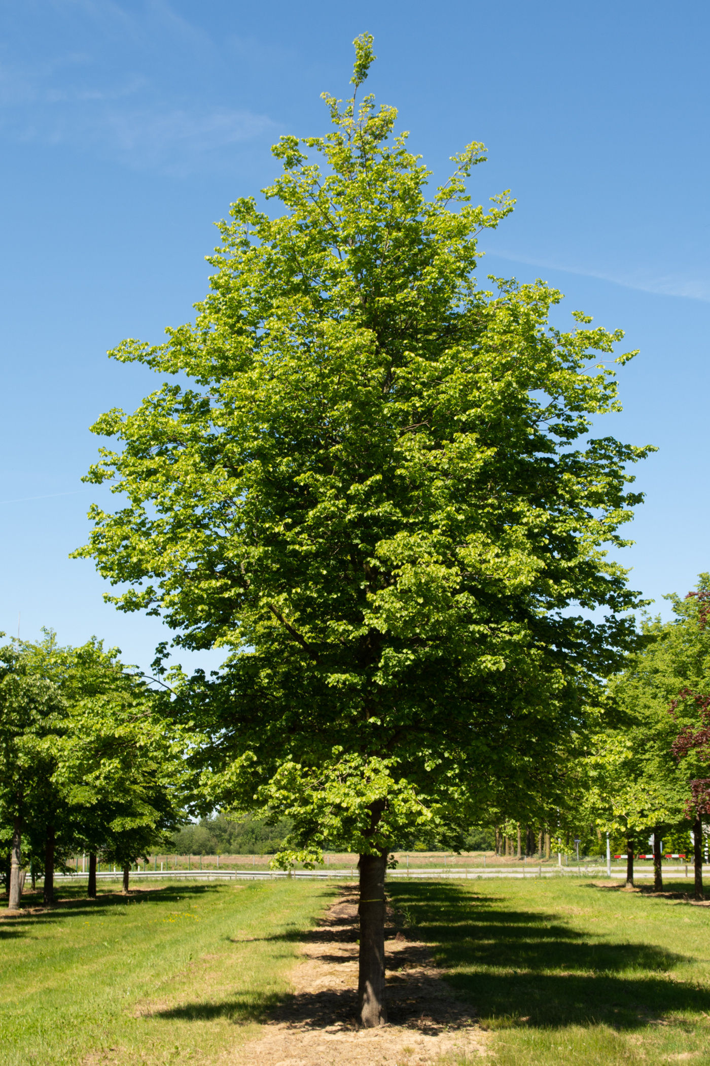 Липа сердцевидная «Гринспайер» / Tilia cordata 'Greenspire'