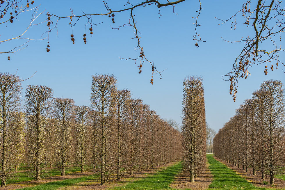 Thumbnail: Граб обыкновенный «Пурпуреа» / Carpinus betulus 'Purpurea'