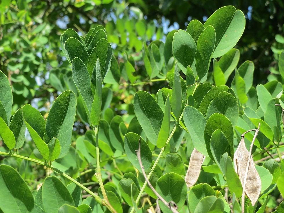 Миниатюра: Робиния обыкновенная или робиния лжеакация / Robinia pseudoacacia