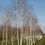 Миниатюра: Береза полезная / Betula utilis