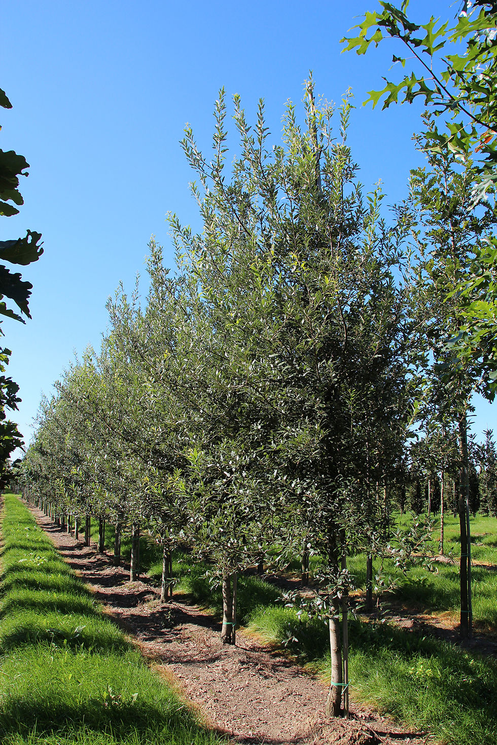 Миниатюра: Дуб бивониана / Quercus bivoniana
