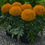 Миниатюра: Tagetes Antigua