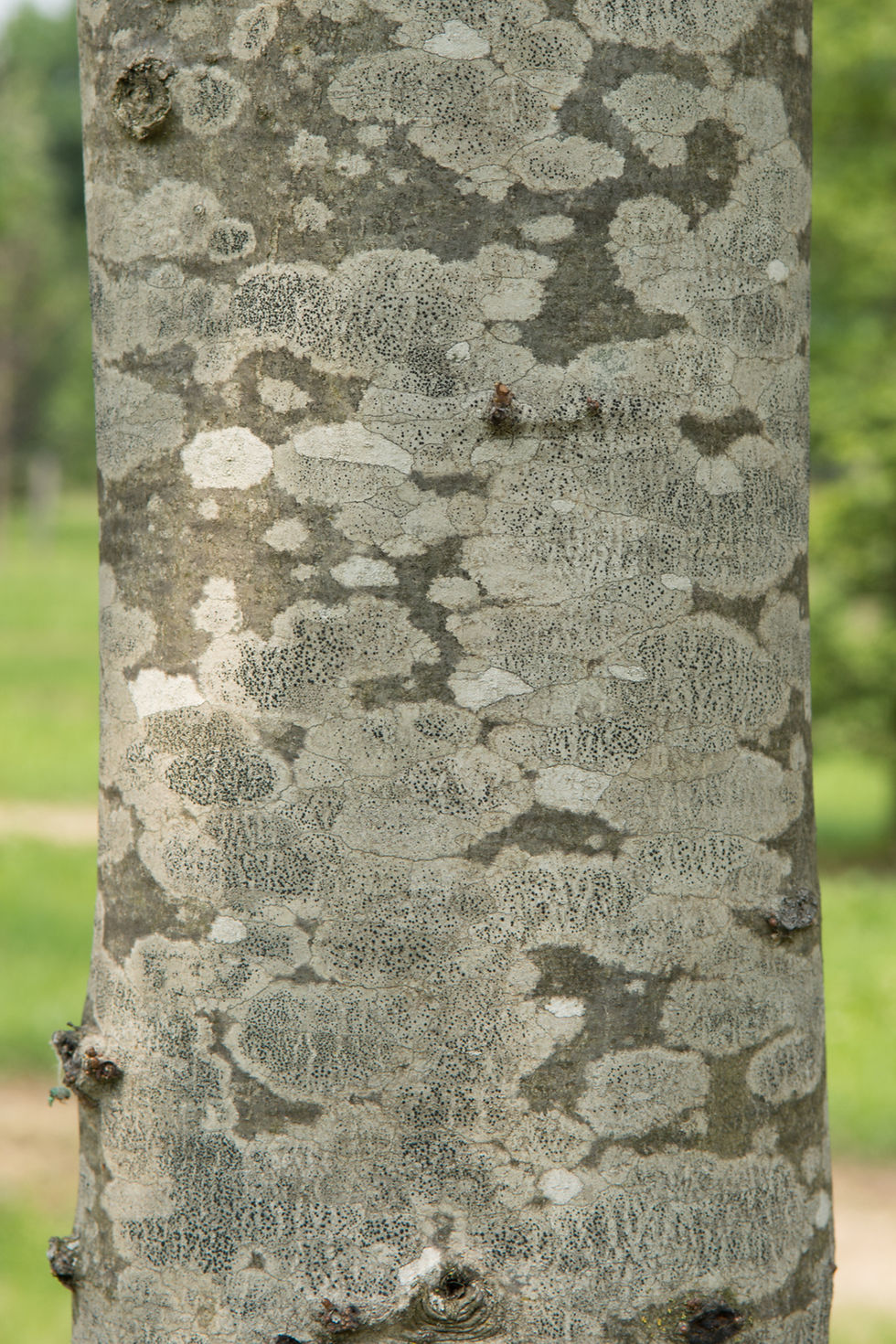 Миниатюра: Дуб разнолистный / Quercus x heterophylla