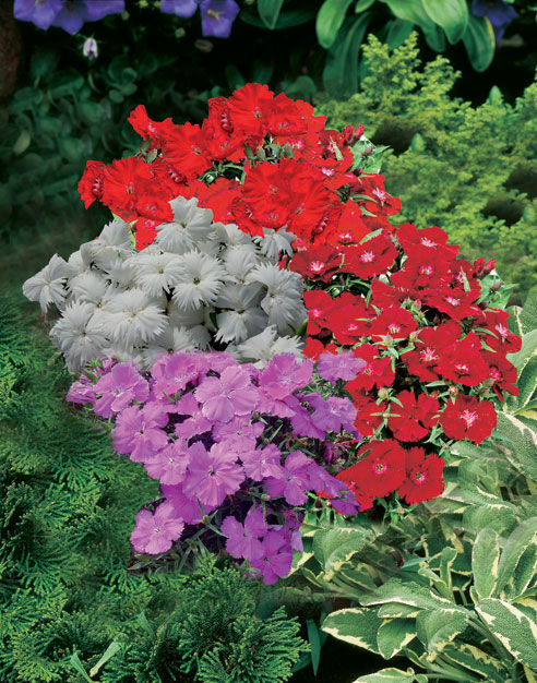 Thumbnail: Dianthus Diana