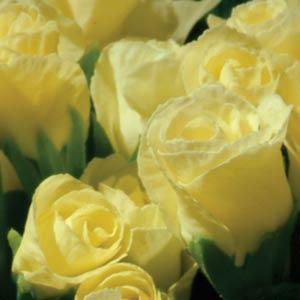 Миниатюра: Primula Primlet