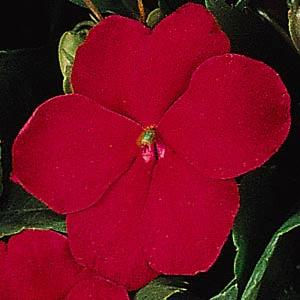 Миниатюра: Impatiens Super Elfin