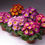 Миниатюра: Primula Pioneer