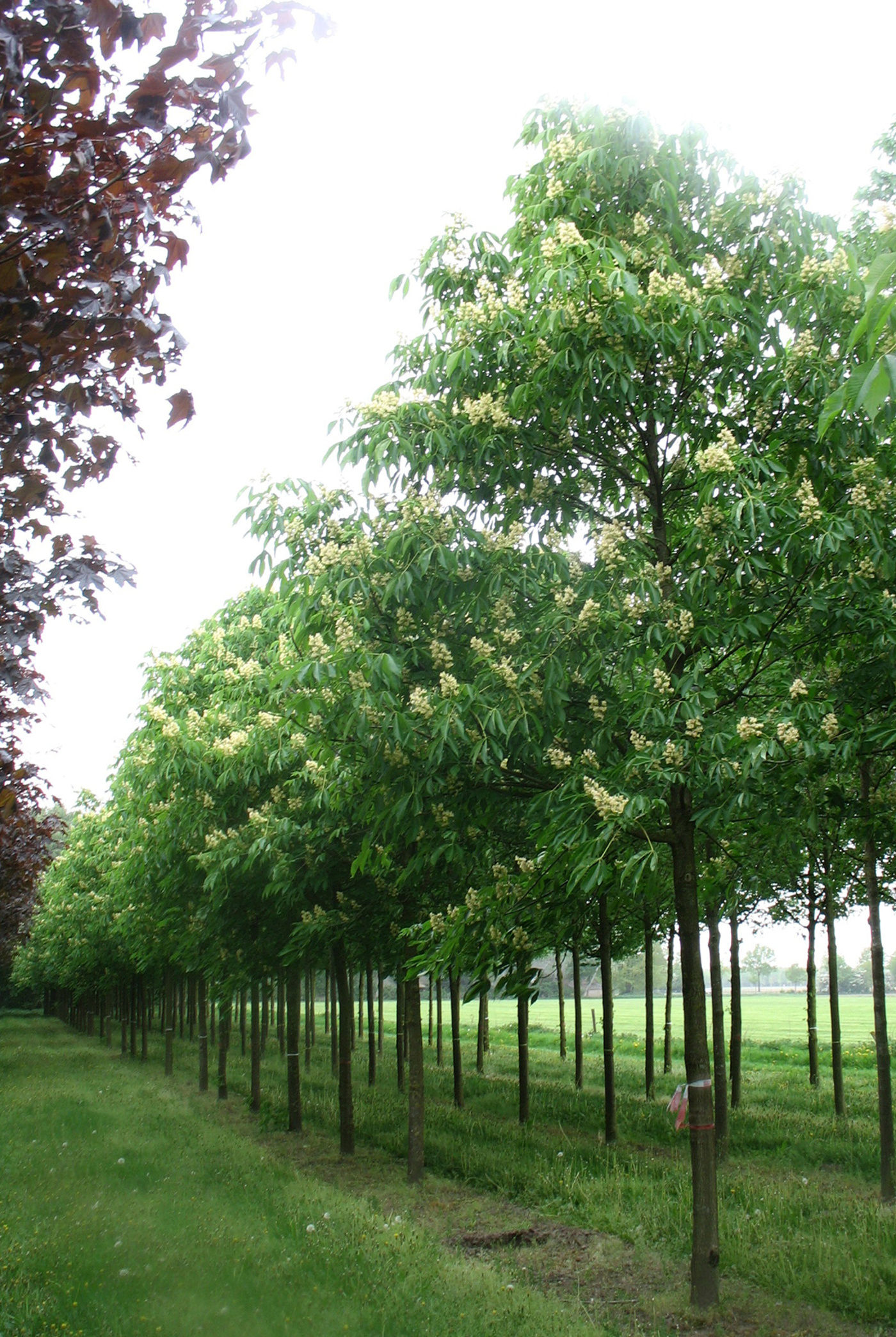 Конский каштан желтый «Вестита» / Aesculus flava 'Vestita'