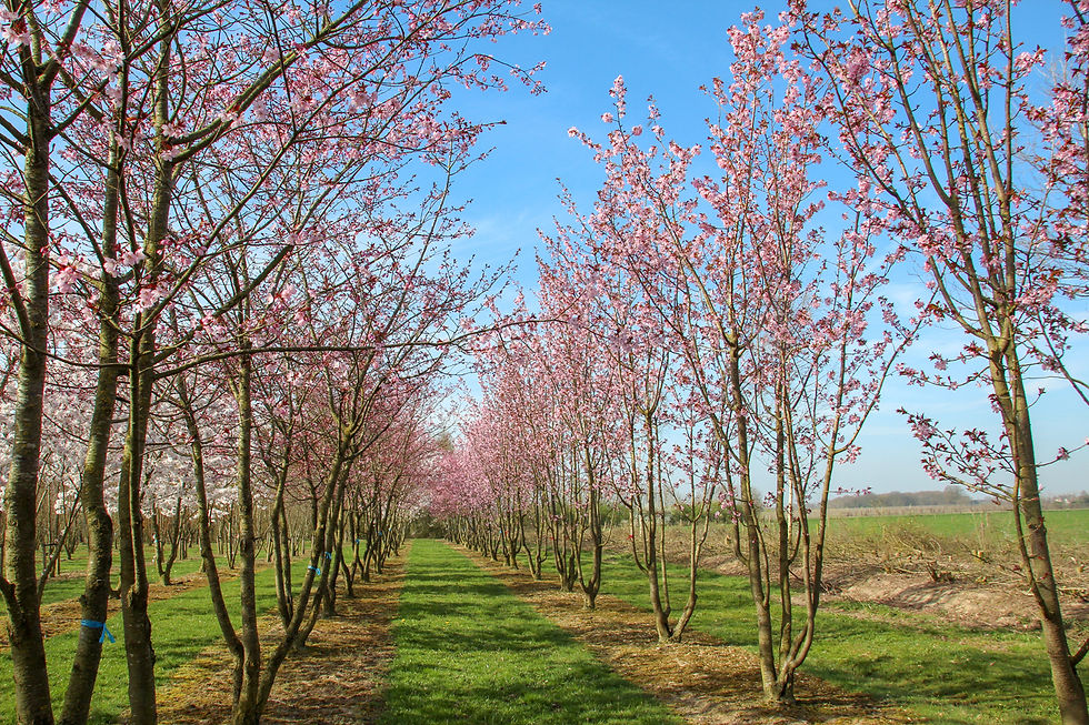 Thumbnail: Вишня Саржента «Ранчо» / Prunus sargentii 'Rancho'