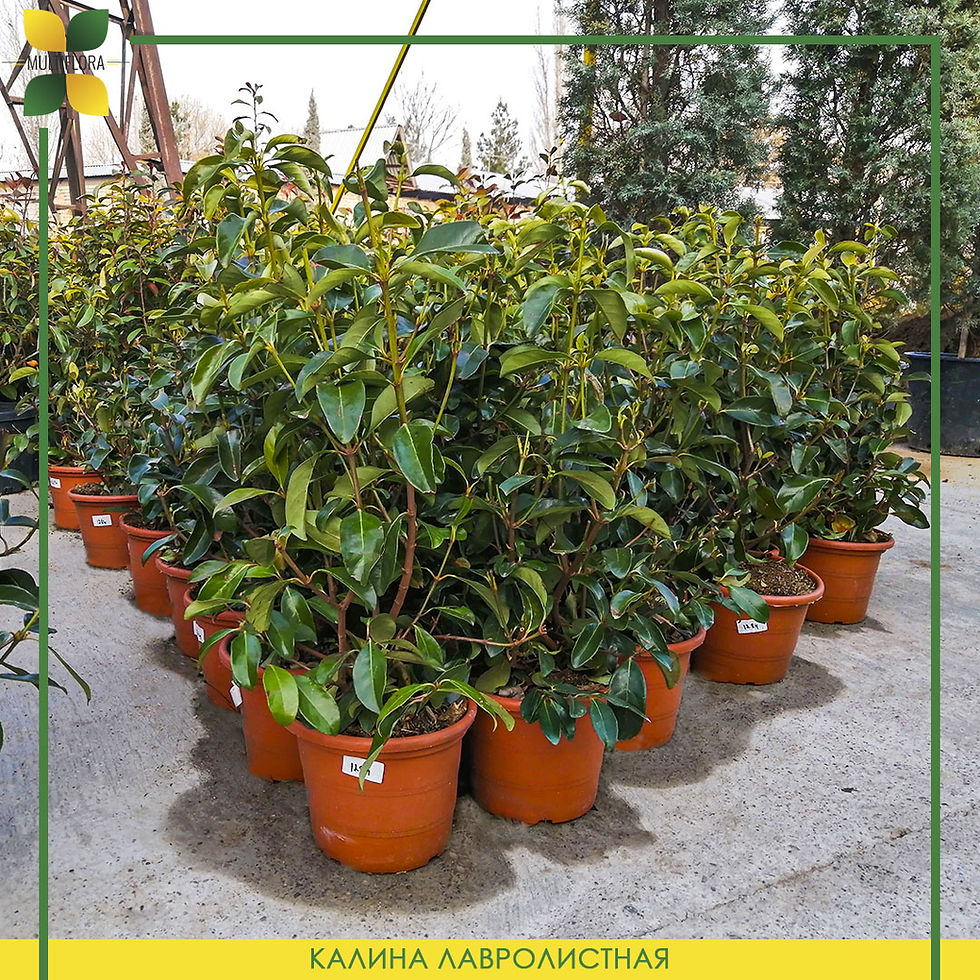 Миниатюра: Калина лавролистная / Viburnum lucidum