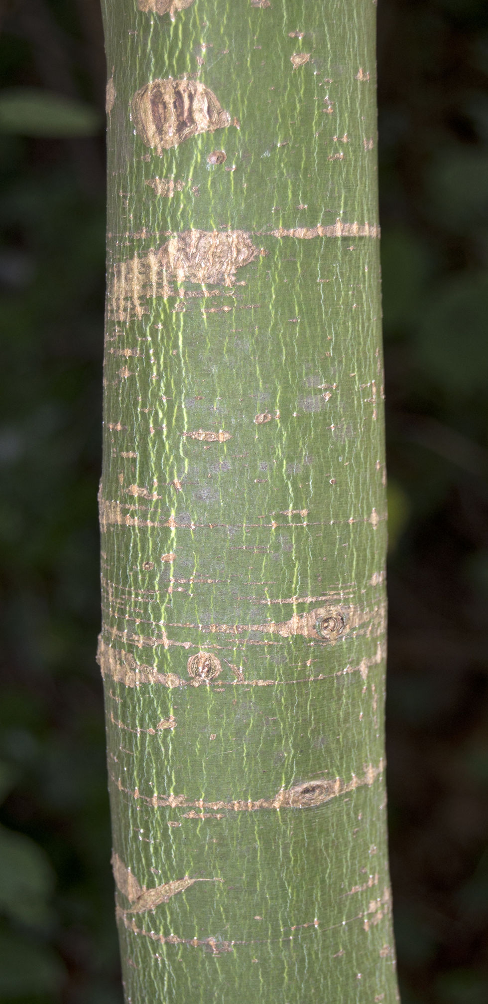 Миниатюра: Клен веерный / Acer palmatum
