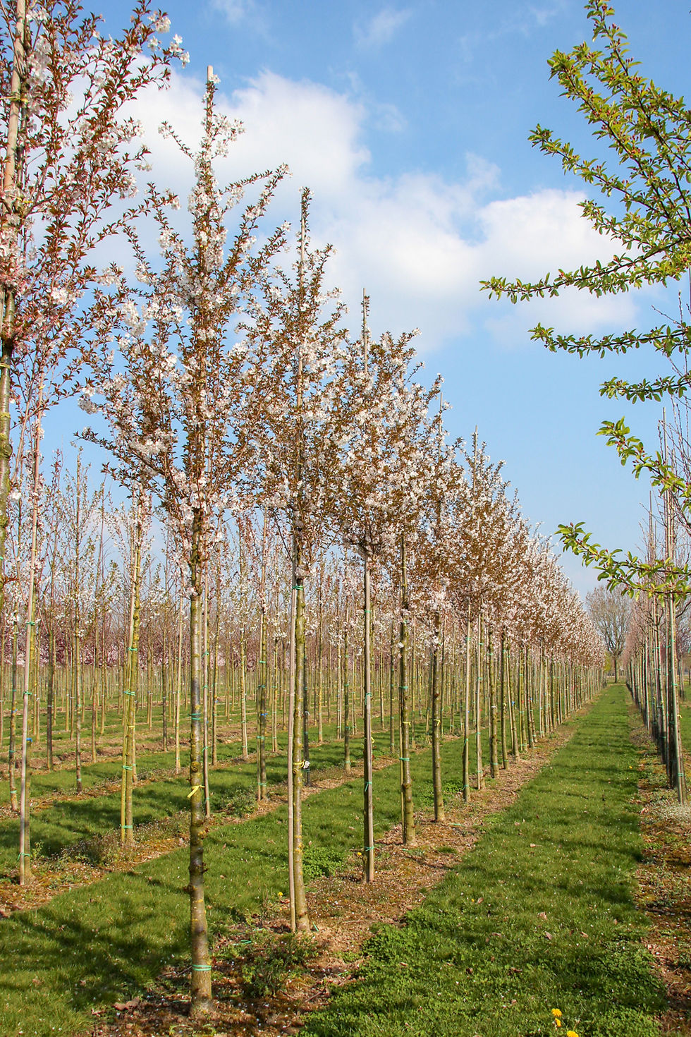 Миниатюра: Вишня «Пандора» / Prunus 'Pandora'