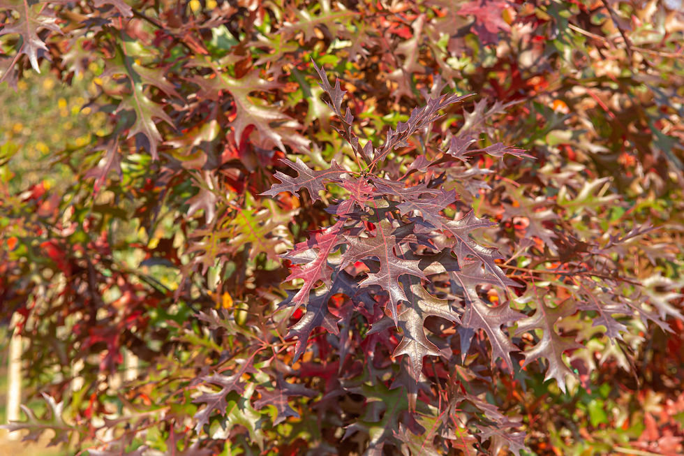 Миниатюра: Дуб болотный «Хелмонд» / Quercus palustris 'Helmond'