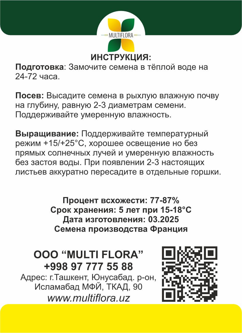 Миниатюра: Ель колючая сизая 'Kaibab' (Picea pungens 'Kaibab')