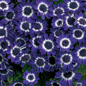 Thumbnail: Cineraria (Pericalis) Jester