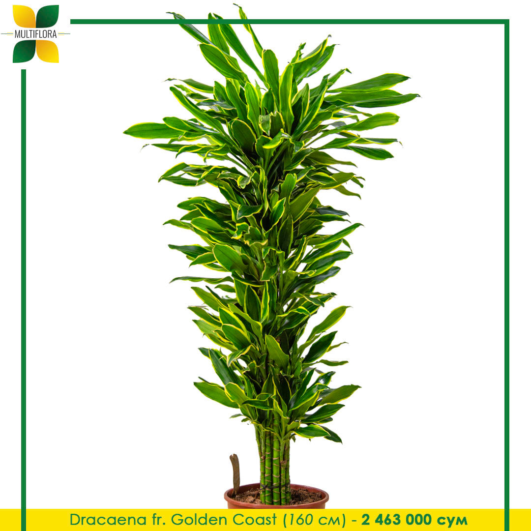 Dracaena fr. Golden Coast