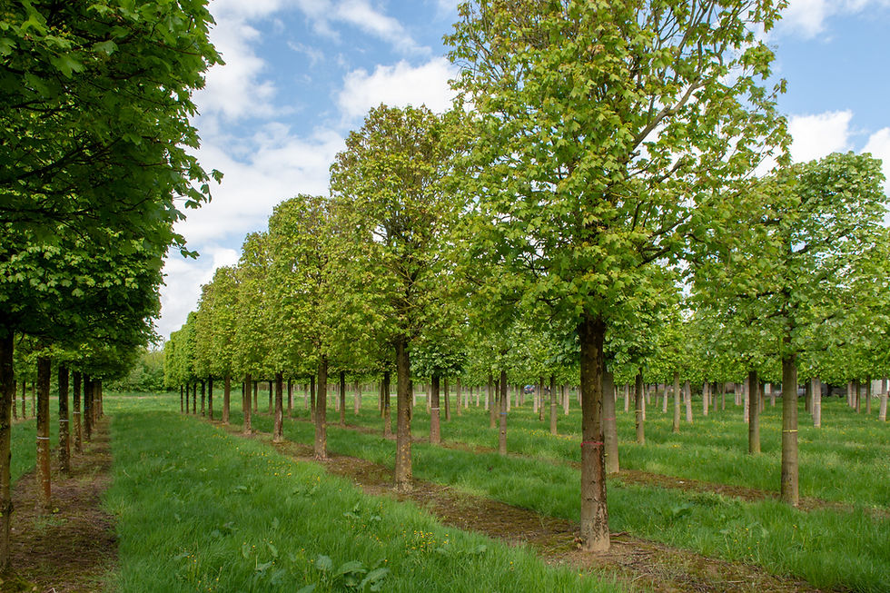 Миниатюра: Клен колхидский «Рубрум» / Acer cappadocicum 'Rubrum'