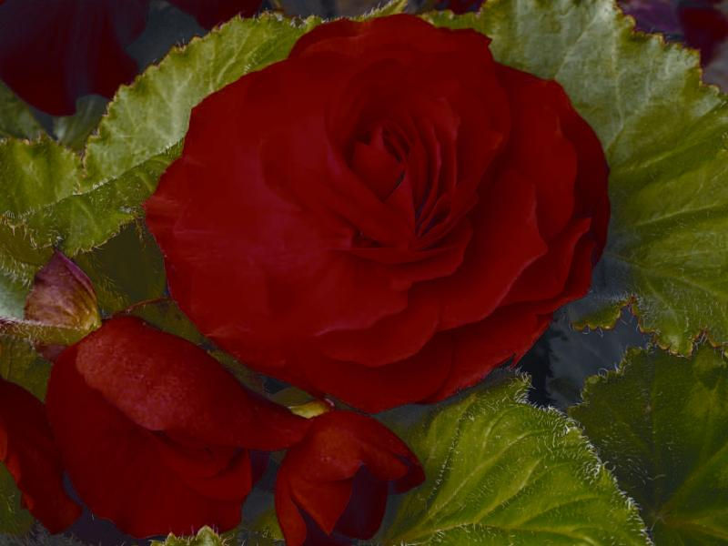 Thumbnail: Begonia Go-Go