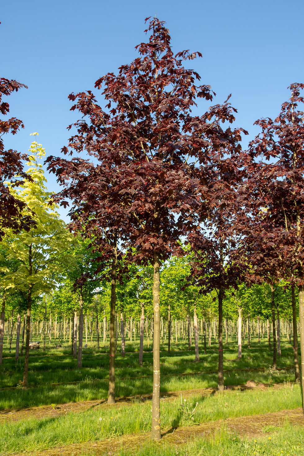 Миниатюра: Клен остролистный «Роял Ред» / Acer platanoides 'Royal Red'