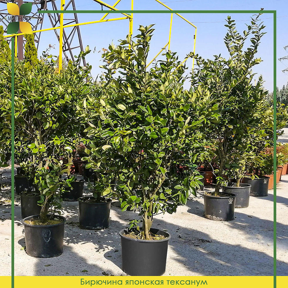 Бирючина японская тексанум / Ligustrum japonica texanum