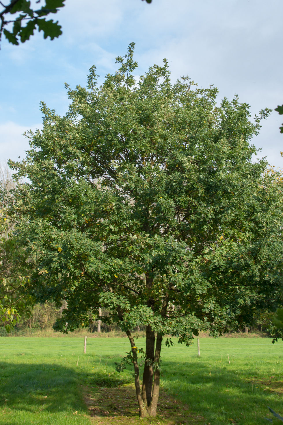 Миниатюра: Дуб черешчатый / Quercus robur