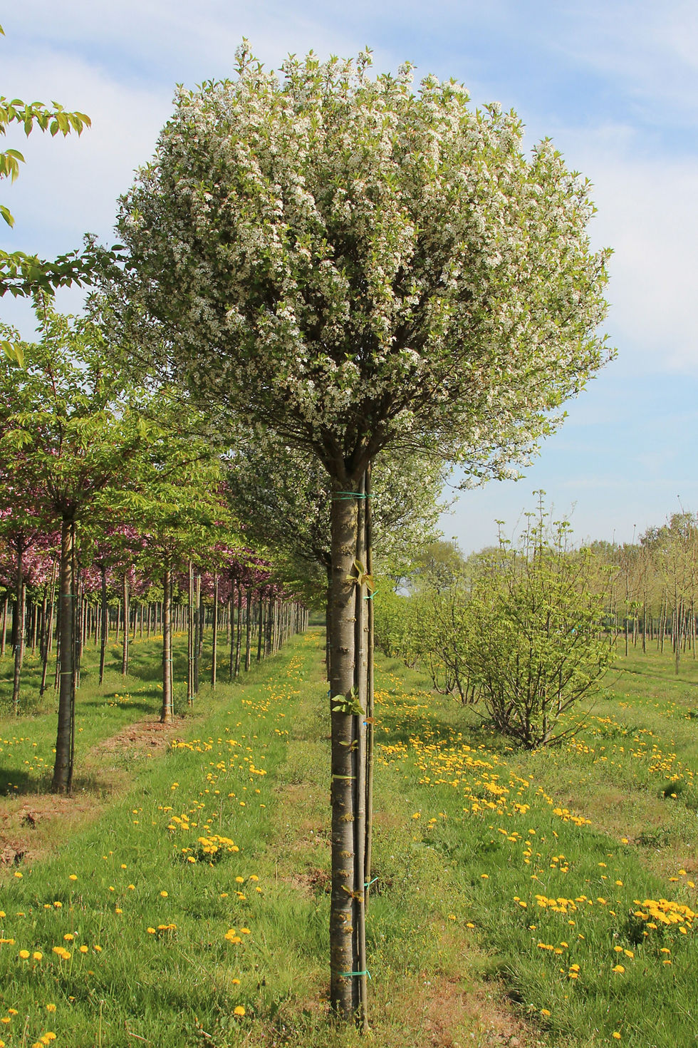 Thumbnail: Вишня шаровидная «Умбракулифера» / Prunus x eminens 'Umbraculifera'