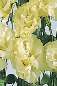 Миниатюра: Eustoma ABC