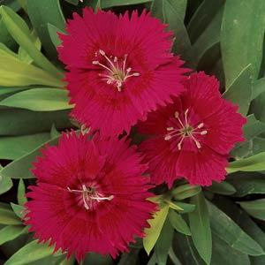 Thumbnail: Dianthus Ideal Select