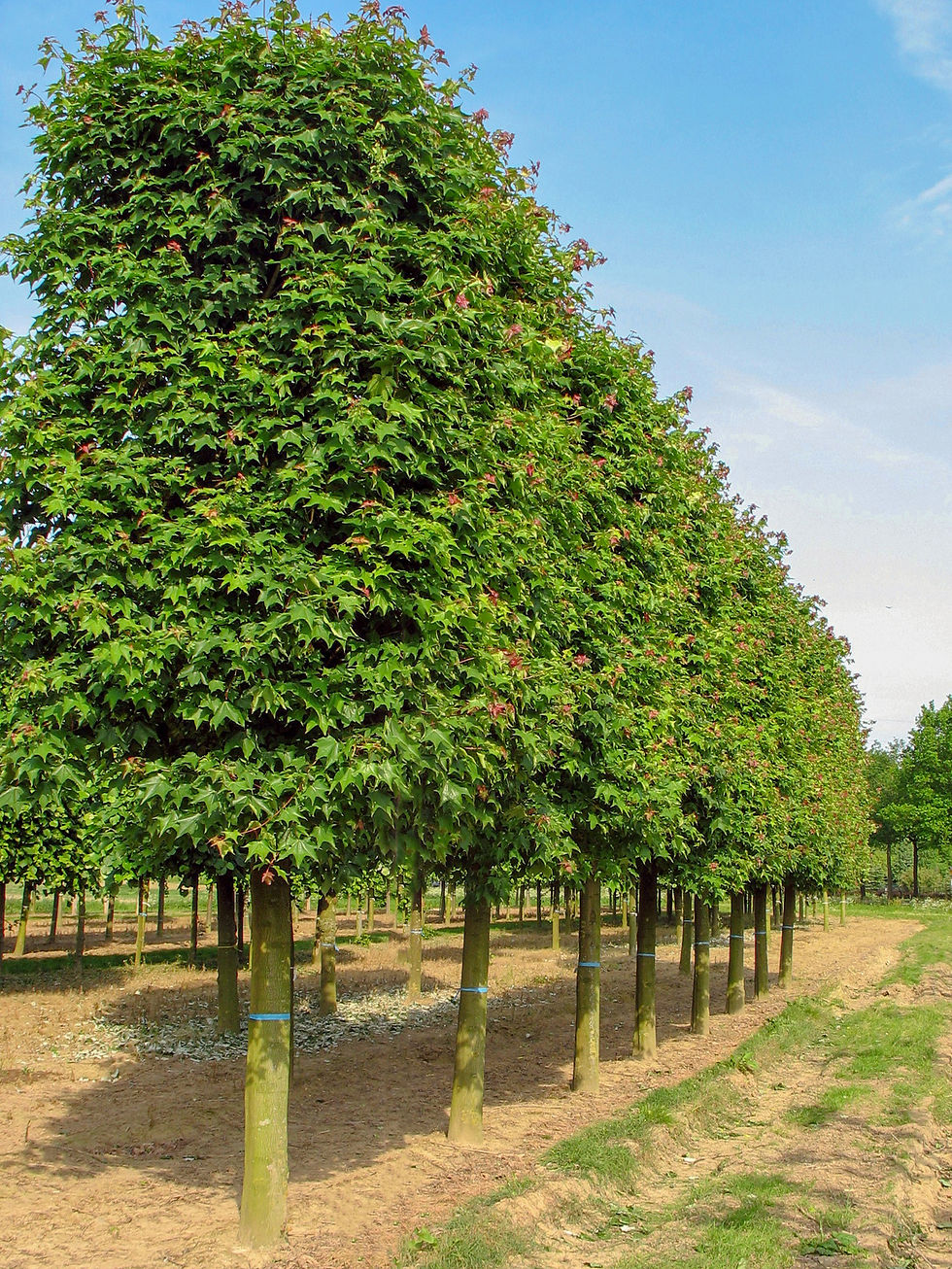 Миниатюра: Клен колхидский «Рубрум» / Acer cappadocicum 'Rubrum'