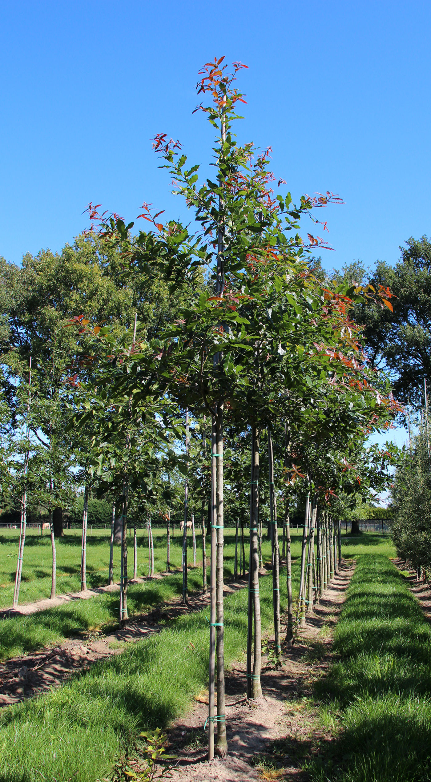 Дуб мушмулолистный "Мая" / Quercus rhysophylla 'Maya'